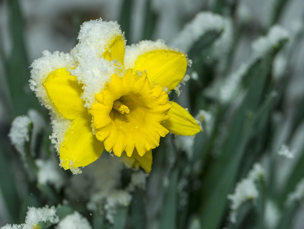 Ready for Spring? Five Tasks to Do Now